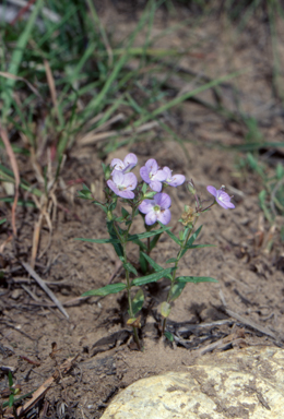 APII jpeg image of Veronica gracilis  © contact APII