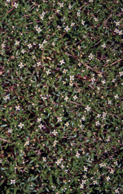 APII jpeg image of Crassula helmsii  © contact APII