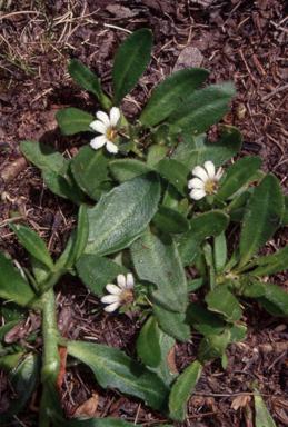 APII jpeg image of Scaevola hookeri  © contact APII