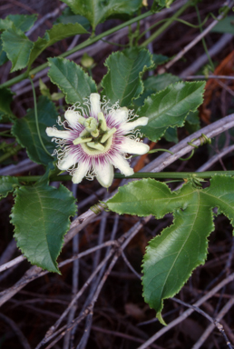 APII jpeg image of Passiflora edulis  © contact APII