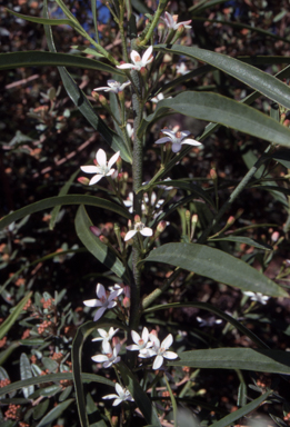 APII jpeg image of Philotheca myoporoides subsp. myoporoides  © contact APII