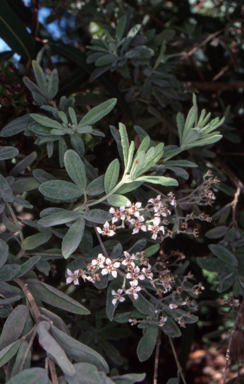 APII jpeg image of Zieria formosa  © contact APII