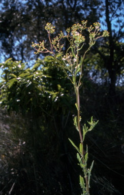 APII jpeg image of Senecio glomeratus  © contact APII