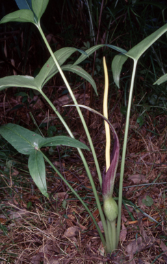 APII jpeg image of Typhonium eliosurum  © contact APII