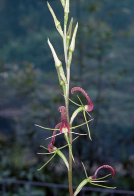 APII jpeg image of Cryptostylis leptochila  © contact APII