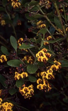 APII jpeg image of Daviesia mimosoides subsp. acris  © contact APII