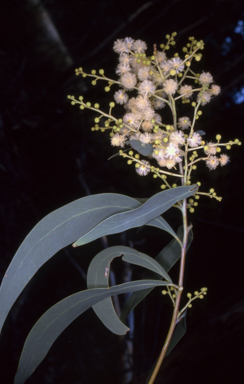 APII jpeg image of Acacia falciformis  © contact APII