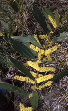 APII jpeg image of Acacia longifolia subsp. sophorae  © contact APII