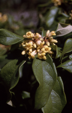 APII jpeg image of Pittosporum revolutum  © contact APII