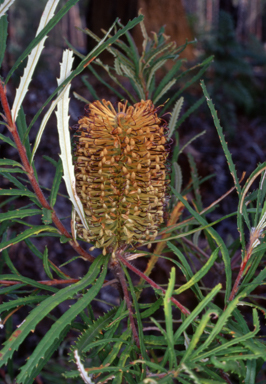 APII jpeg image of Banksia spinulosa var. cunninghamii  © contact APII