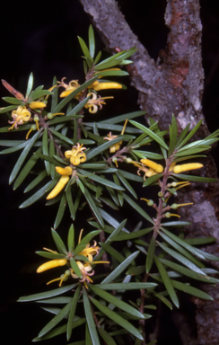 APII jpeg image of Persoonia linearis  © contact APII