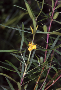 APII jpeg image of Persoonia mollis subsp. caleyi  © contact APII