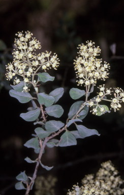 APII jpeg image of Pomaderris brogoensis  © contact APII