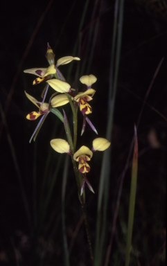 APII jpeg image of Diuris sulphurea  © contact APII