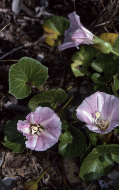 APII jpeg image of Calystegia soldanella  © contact APII