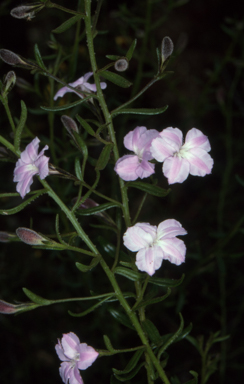 APII jpeg image of Coopernookia barbata  © contact APII