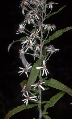 APII jpeg image of Olearia stellulata  © contact APII