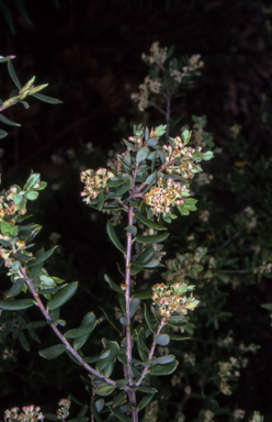 APII jpeg image of Monotoca elliptica  © contact APII