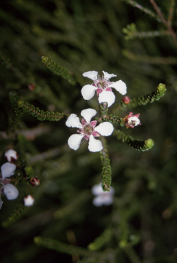 APII jpeg image of Leptospermum epacridoideum  © contact APII