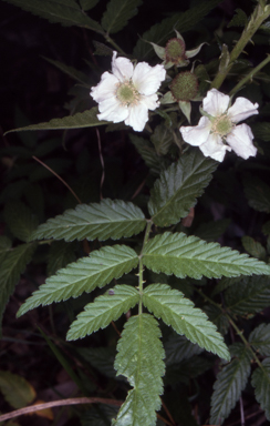 APII jpeg image of Rubus rosifolius var. rosifolius  © contact APII