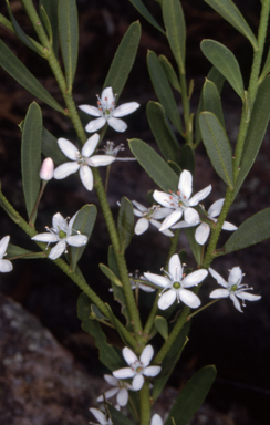 APII jpeg image of Philotheca trachyphylla  © contact APII