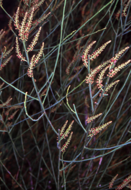 APII jpeg image of Leptomeria acida  © contact APII