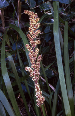 APII jpeg image of Lomandra longifolia  © contact APII
