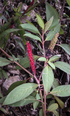 APII jpeg image of Phytolacca octandra  © contact APII
