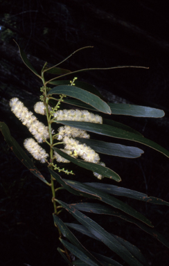 APII jpeg image of Acacia obtusifolia  © contact APII