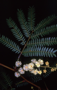 APII jpeg image of Acacia terminalis subsp. Glabrous form (M.Hancock 94)  © contact APII
