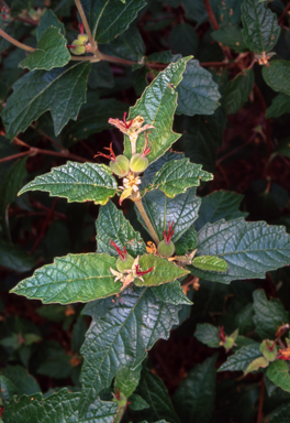 APII jpeg image of Adriana tomentosa var. tomentosa  © contact APII