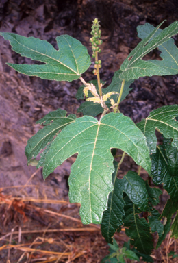 APII jpeg image of Adriana tomentosa var. tomentosa  © contact APII