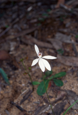 APII jpeg image of Caladenia xantholeuca  © contact APII