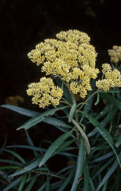 APII jpeg image of Cassinia aureonitens  © contact APII