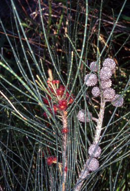 APII jpeg image of Casuarina glauca  © contact APII