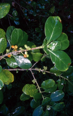 APII jpeg image of Coprosma perpusilla subsp. subantarctica  © contact APII