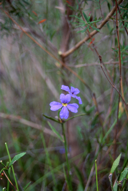 APII jpeg image of Dampiera stricta  © contact APII