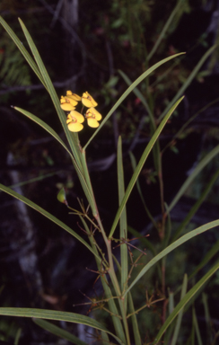 APII jpeg image of Daviesia wyattiana  © contact APII