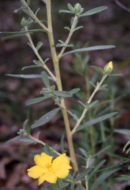 APII jpeg image of Hibbertia obtusifolia  © contact APII
