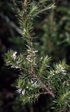 APII jpeg image of Styphelia sieberi  © contact APII