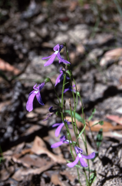 APII jpeg image of Lobelia gibbosa  © contact APII