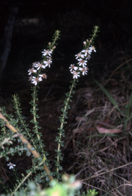 APII jpeg image of Olearia microphylla  © contact APII