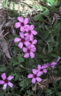 APII jpeg image of Oxalis articulata  © contact APII