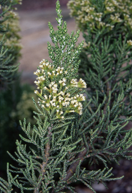 APII jpeg image of Ozothamnus hookeri  © contact APII