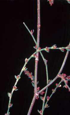 APII jpeg image of Polygonum arenastrum  © contact APII