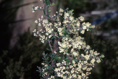 APII jpeg image of Pomaderris phylicifolia subsp. ericoides  © contact APII