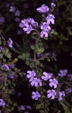 APII jpeg image of Prostanthera incana  © contact APII