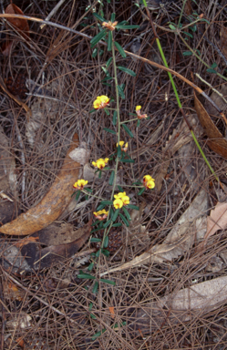 APII jpeg image of Pultenaea linophylla  © contact APII