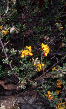 APII jpeg image of Pultenaea microphylla  © contact APII