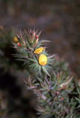 APII jpeg image of Pultenaea villifera var. villifera  © contact APII